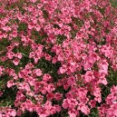 Diascia 'Ruby Field'