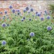 Echinops bannaticus 'Taplow Blue'