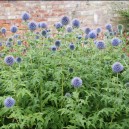 Echinops bannaticus 'Taplow Blue'