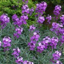 Erysimum linifolium 'Bowles' Mauve'