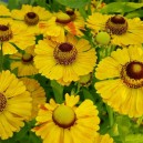 Helenium 'Goldrausch'