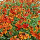 Helenium 'Rubinzwerg'