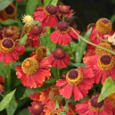 Helenium 'Red Jewel'