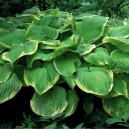 Hosta 'Fragrant Bouquet'