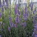 Lavandula intermedia 'Grosso'