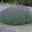 Lavandula angustifolia 'Munstead'