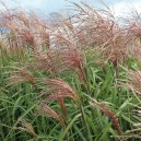 Miscanthus sinensis 'Flamingo'