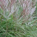 Miscanthus sinensis 'Kleine Silberspinne'