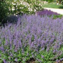 Nepeta faassenii