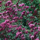 Origanum laevigatum 'Herrenhausen'