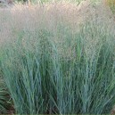 Panicum virgatum 'Heavy Metal'