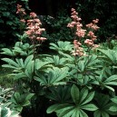 Rodgersia aesculifolia