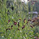 Sanguisorba tenuifolia 'Purpurea'