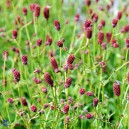 Sanguisorba officinalis 'Tanna'