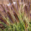 Pennisetum alopecuroides 'Red Head'