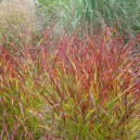 Panicum virgatum 'Rehbraun'