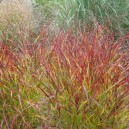 Panicum virgatum 'Rehbraun'