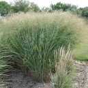 Panicum virgatum 'Strictum'