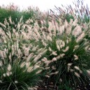 Pennisetum alopecuroides 'Hameln'