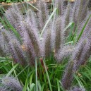 Pennisetum alopecuroides 'Moudry'