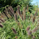 Pennisetum alopecuroides 'Viridescens'