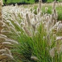 Pennisetum alopecuroides