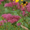 Sedum spectabile 'Steven Ward'