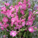 Sidalcea 'Rosy Gem'