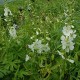 Sidalcea candida 'Bianca'