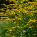 Solidago 'Goldkind'