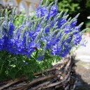 Veronica austriaca 'Royal Blue'