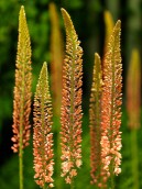 Eremurus isabellinus 'Cleopatra'