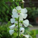 Sidalcea candida 'Bianca'