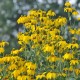 Rudbeckia nitida 'Herbstsonne'