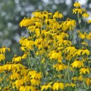 Rudbeckia nitida 'Herbstsonne'