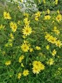 Helianthus 'Lemon Queen'