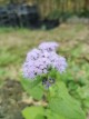 Eupatorium coelestinum