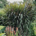 Pennisetum purpureum forma 'Purpurea'