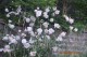 Rosa 'Maebara's Dream'