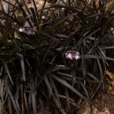 Ophiopogon japonicus 'Nigrescens'