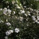 Anemone x hybrida 'Honorine Jobert'