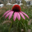 Echinacea purpurea