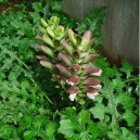 Acanthus spinosus