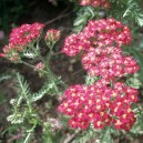 Achillea millefolium 'Cerise Queen'