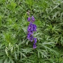 Aconitum napellus