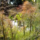 Foeniculum vulgare 'Purpureum'