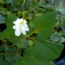 Houttuynia cordata 'Plena'