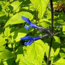 Salvia guaranitica 'Black and Blue'