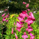 Penstemon "Garnet"