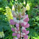 Lupinus 'The Chatelaine'